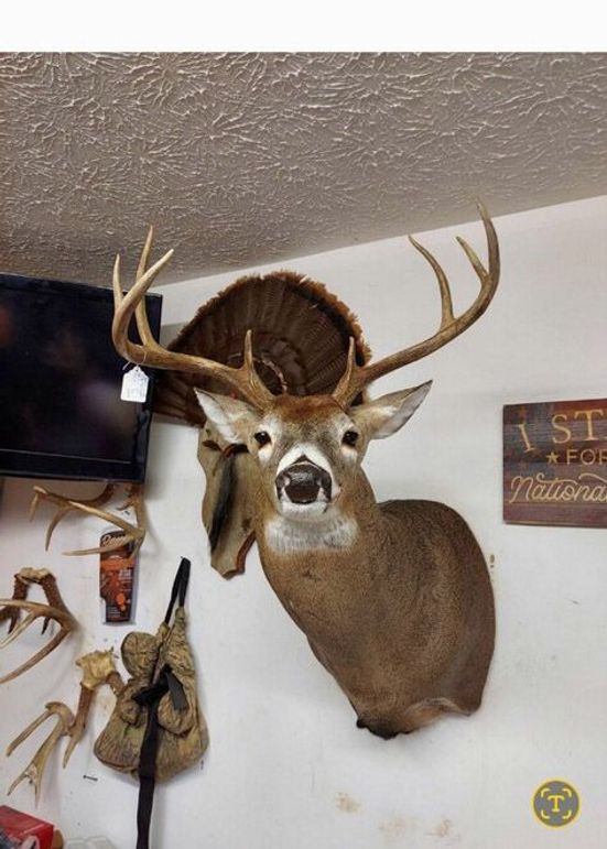 trailcam3