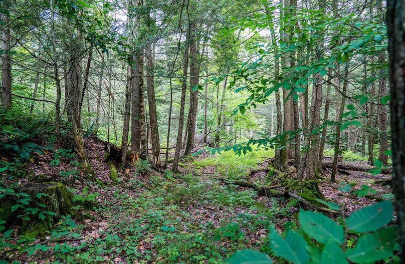 Tioga_28.87_Shangraw Photo 36