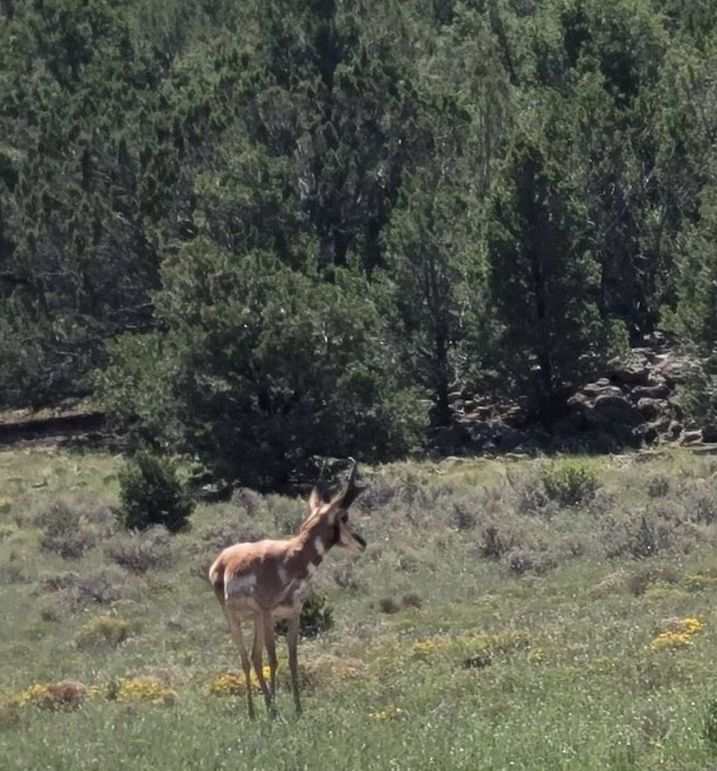 Live pronghorn buck
