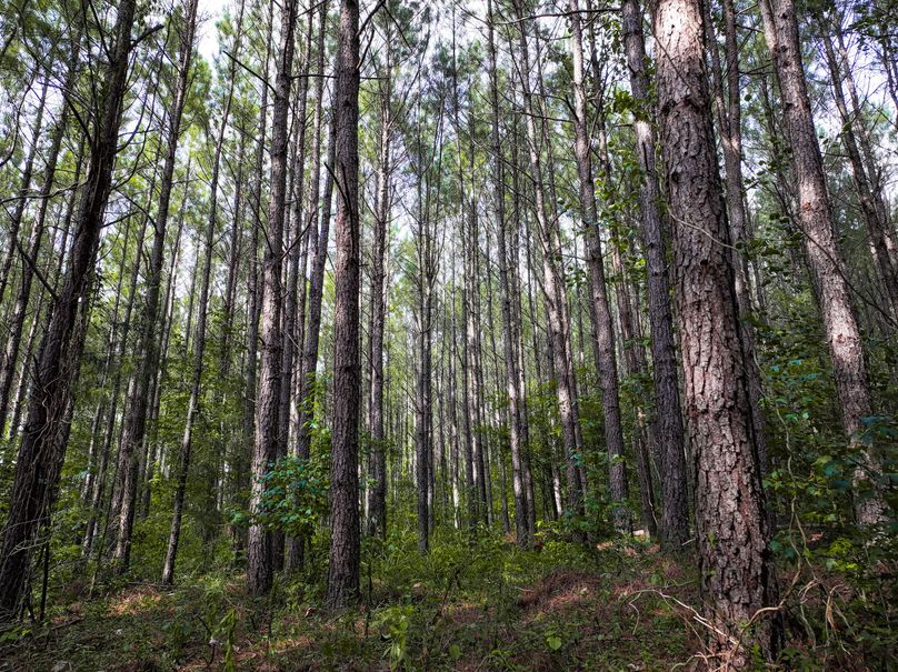 Lee County, MS 92+--11