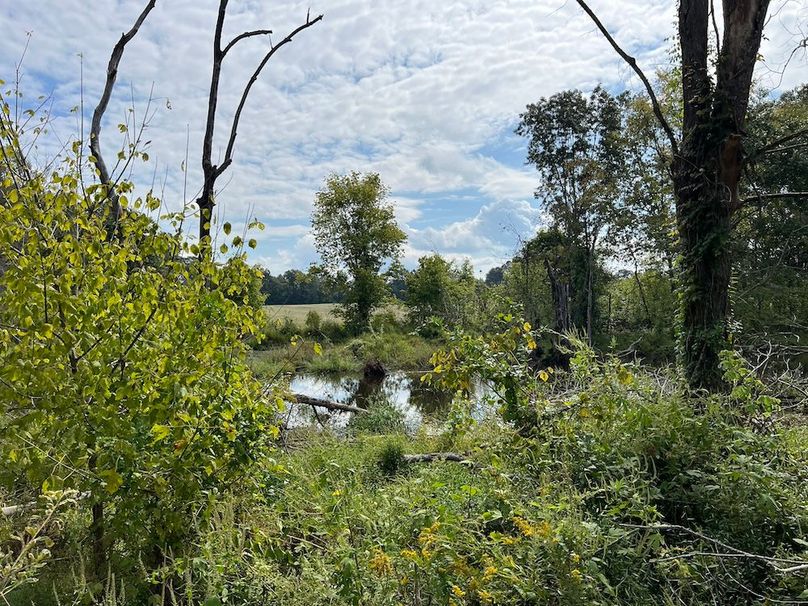 (7)Beaver Pond 2