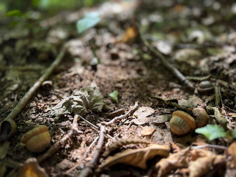 Tioga NY 64 Shores 17