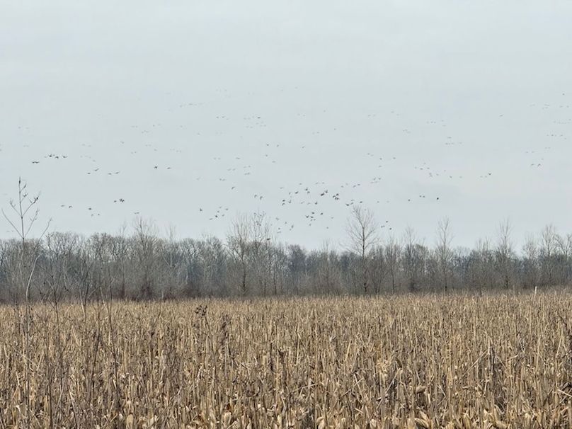 (9)Corn Field Ducks