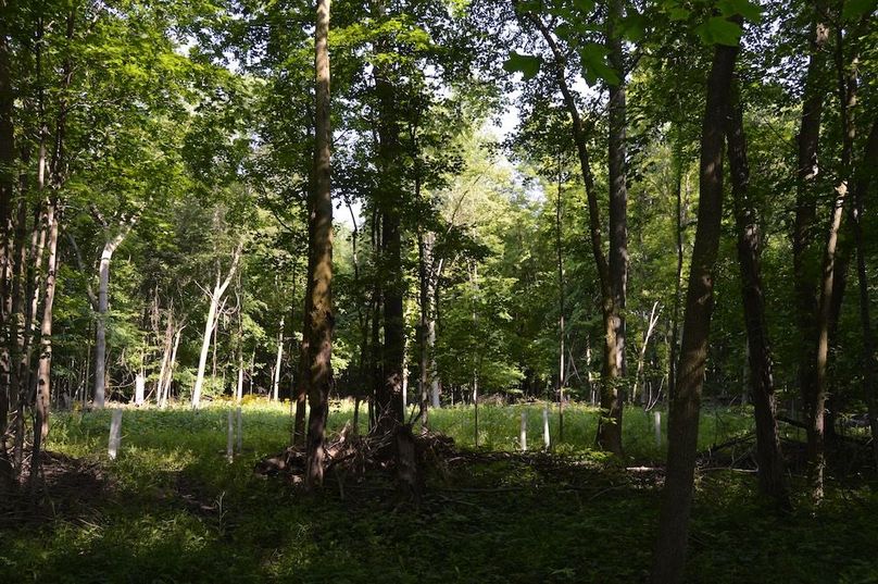 View of food plot from tree line 