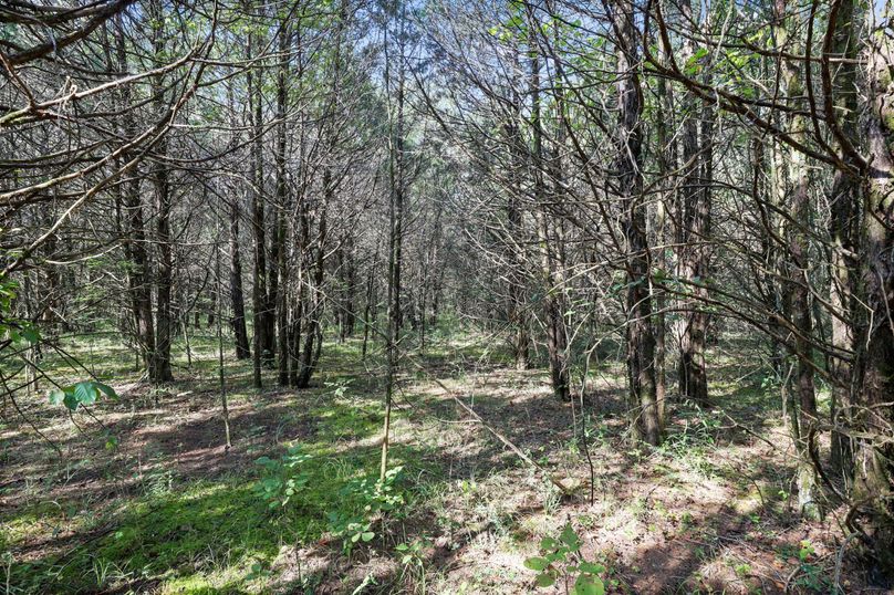 6-web-or-mls-A68A1124