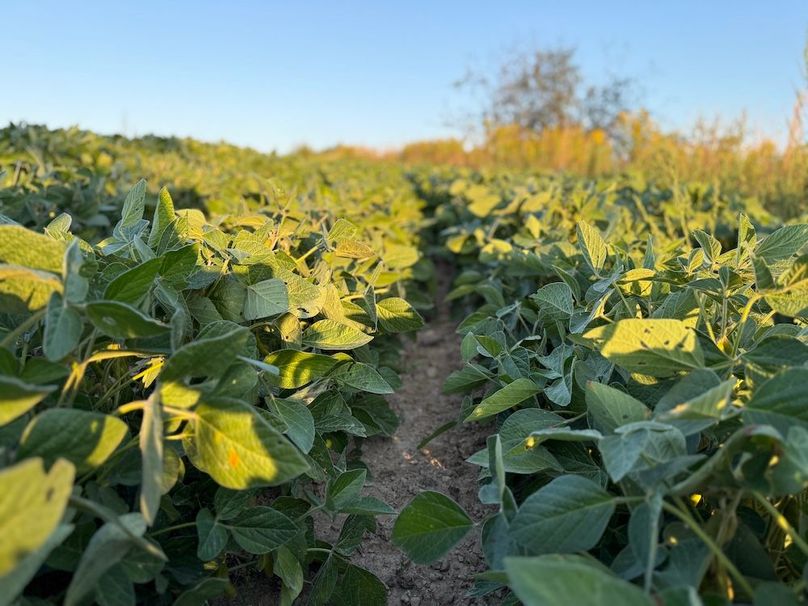 Copy of Wood Tract 3 Photo 9