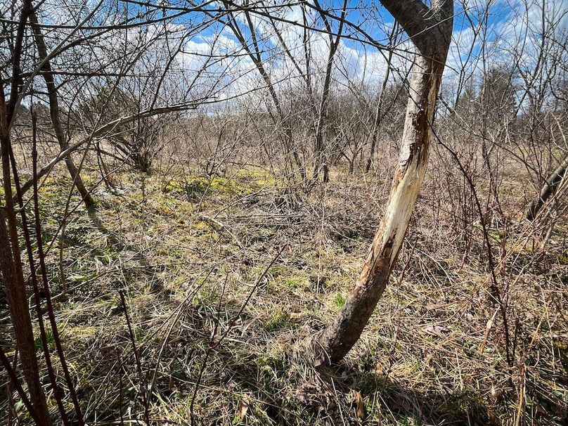 Tioga__NY_109.7_Burris_Photos_53