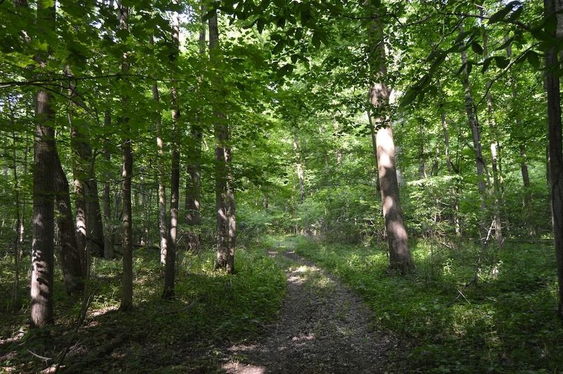 Trail leading to food plot