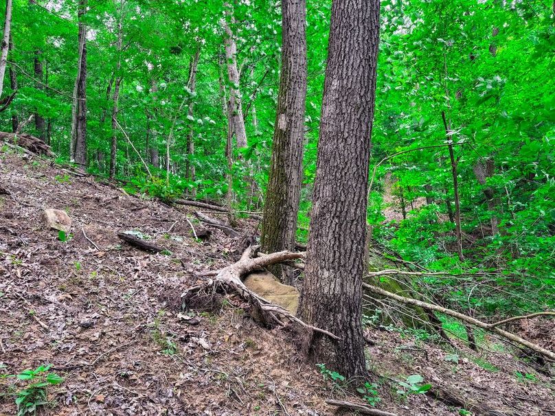 Wirt, WV 137.45 AC Full-21