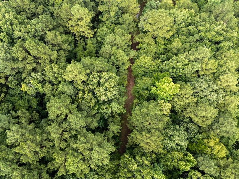 27 Panola Co. 40ac - Rouse-37