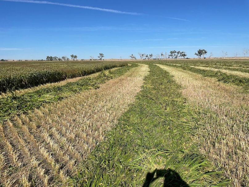 Copy of Double Crop Millet Hay