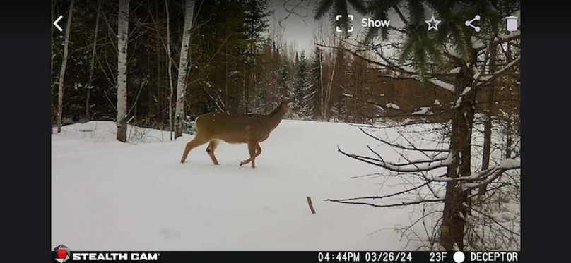 Deer 3