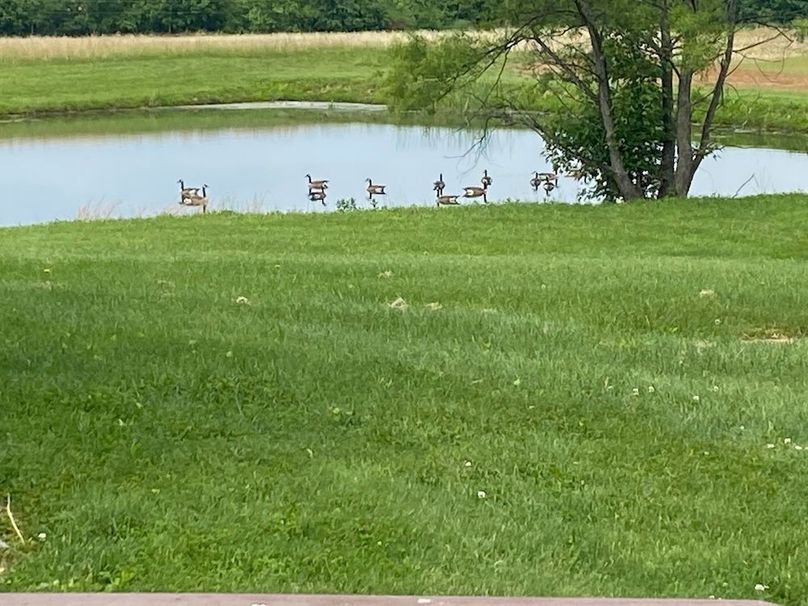 Canada Geese on Pond