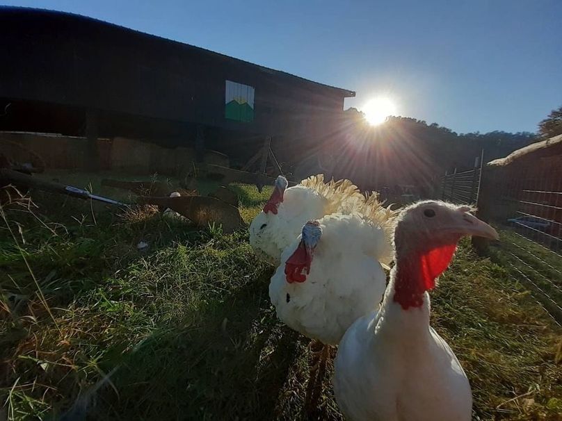 065 Thanksgiving_   Yeah, I think I_ll be going now