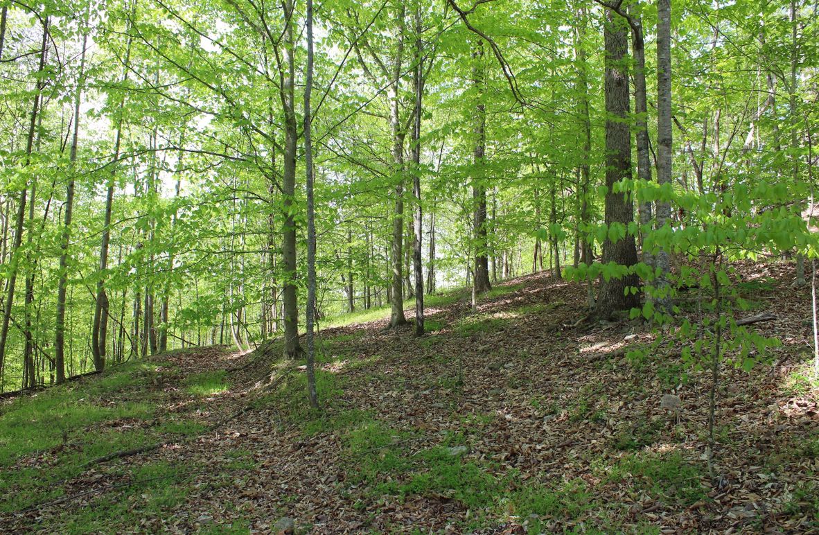 004 upper elevation woods on a south facing slope