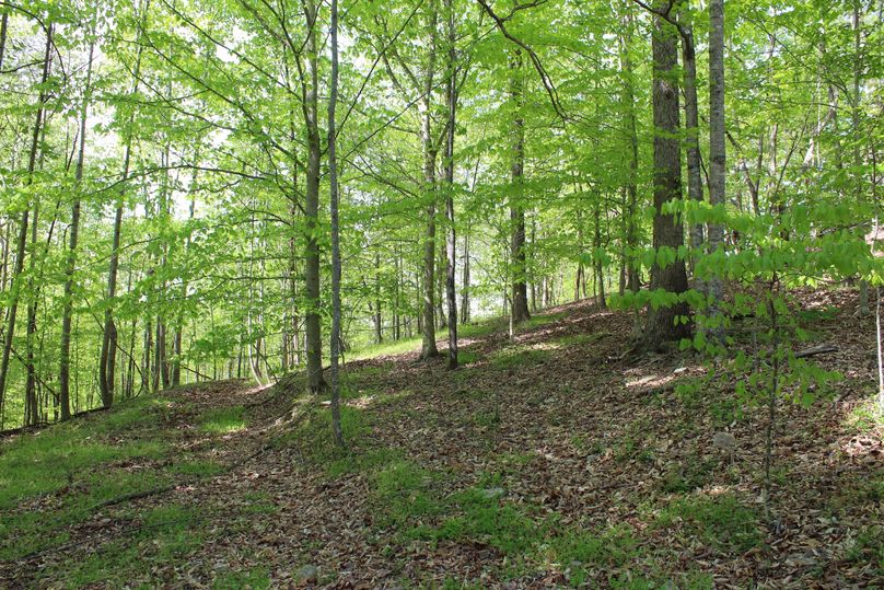 004 upper elevation woods on a south facing slope