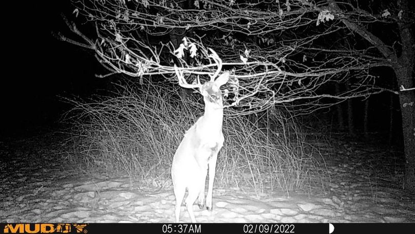 Sauk 174 Trailcam - 43