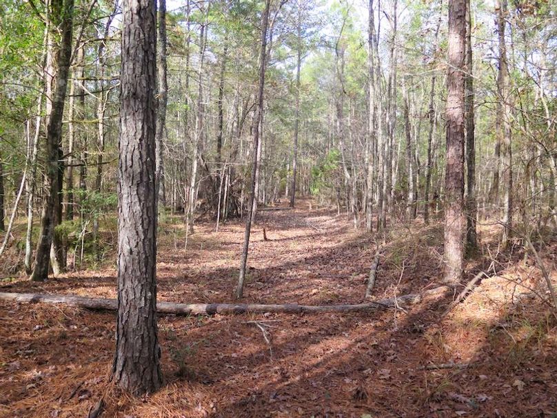 Lauderdale Co - 74 - Gillentine-15