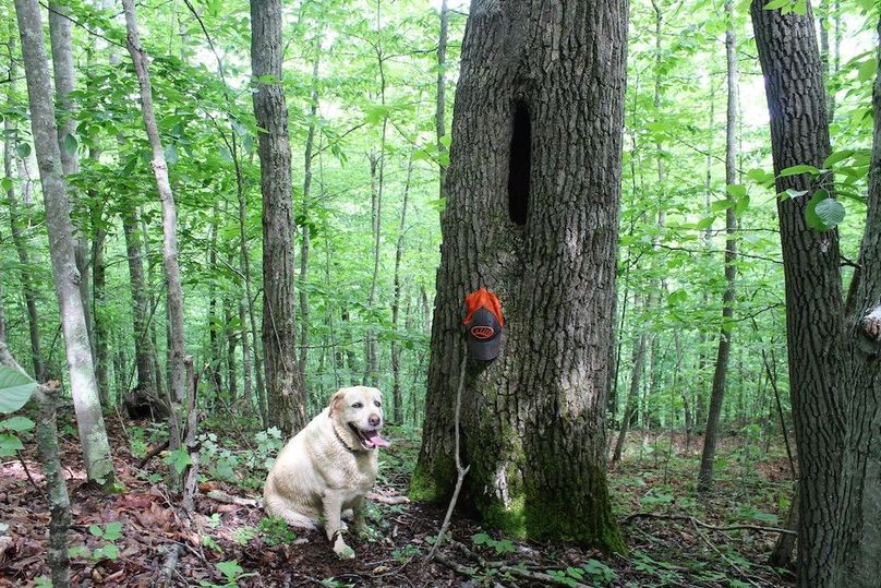 006 Haley posing with a large den tree for wildlife along the south ridge near the center of property