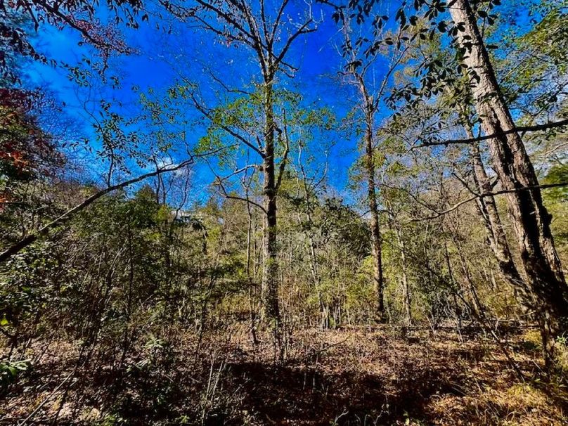 C3A19BF0-BCFE-48C6-8D03-ADEC23F7479C_1_201_a