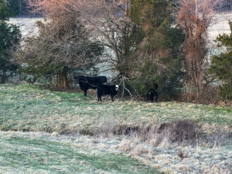 DJI_20250311073154_0137_D