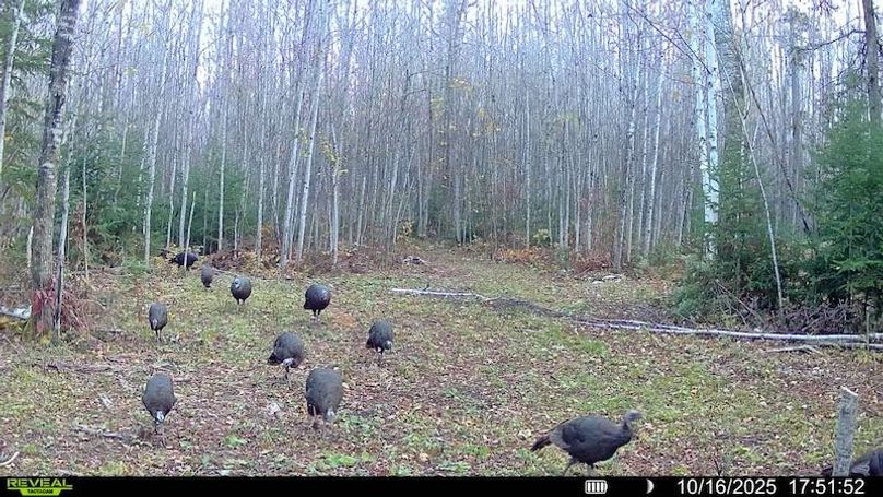 016578000394038-99-3-10162025175152-SYFW00759