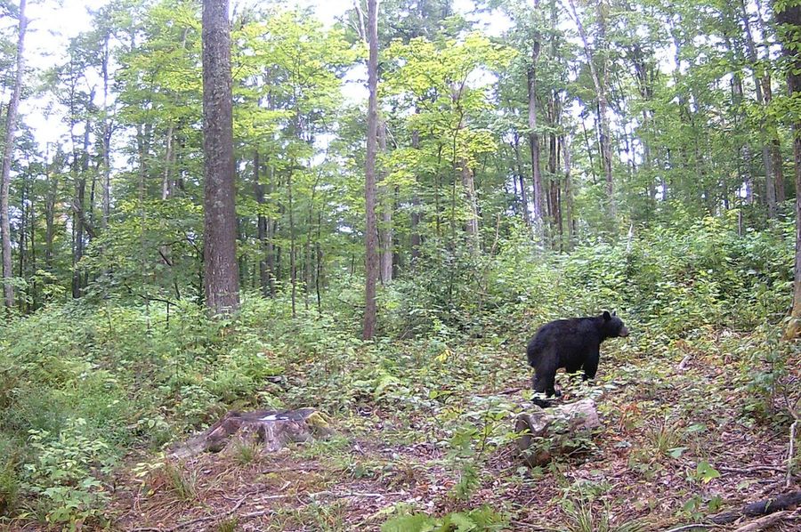 Webster, WV 21.15 AC HardwayCamp-24