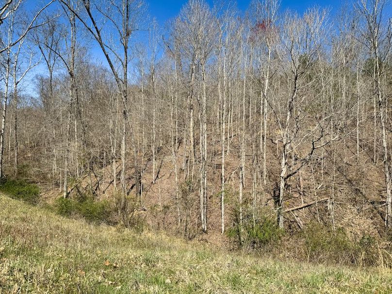 027 nice mix of timber at the head of the valley along the field edge