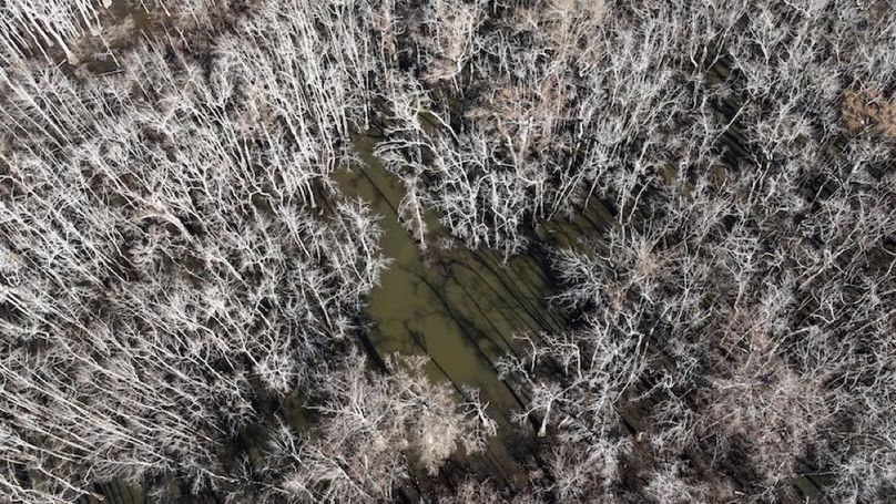swamp20260501_0217