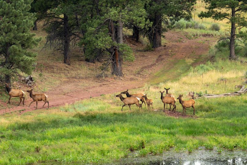 Cibola NM 13,053-6824