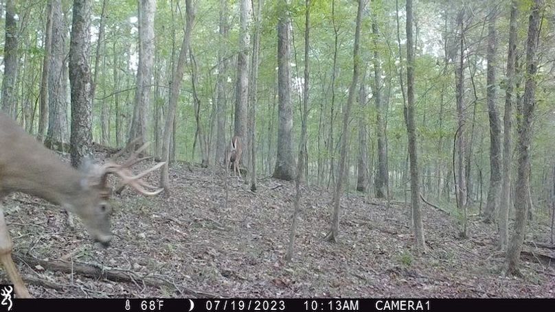 trail cam19