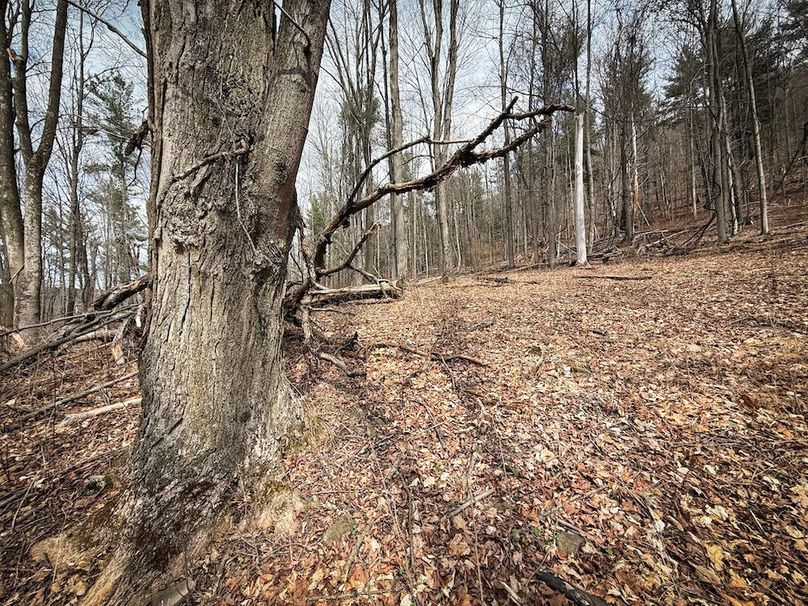 Chemung_32.07-Bower_photos_44