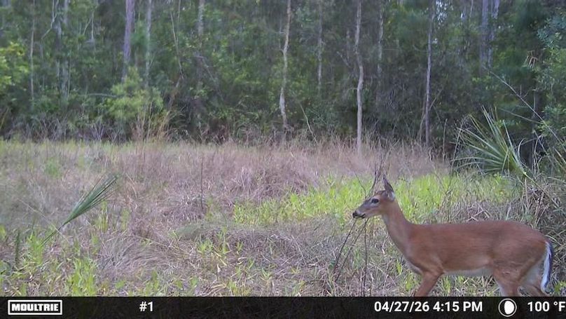 Temp_1250326-20260427201634-100MFCAM_MFDC2207