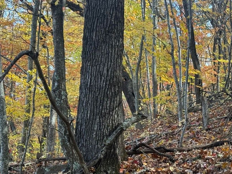 005 Investors Dream with a mulitude of marketable timber-2