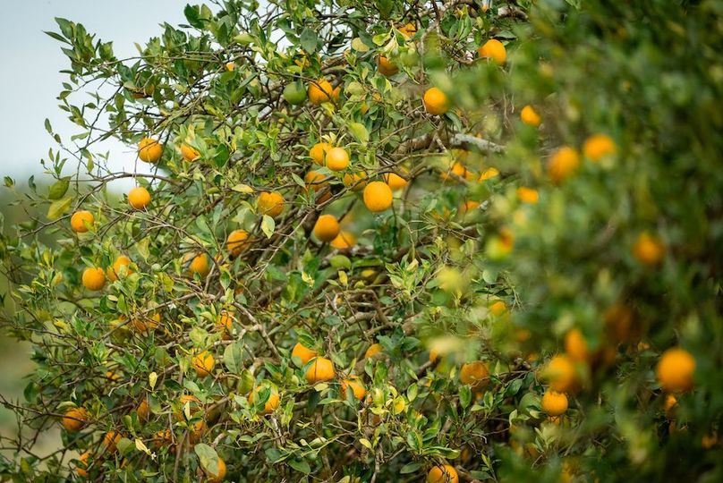 Copy of Frostproof 118.3 +_- ACRES-09