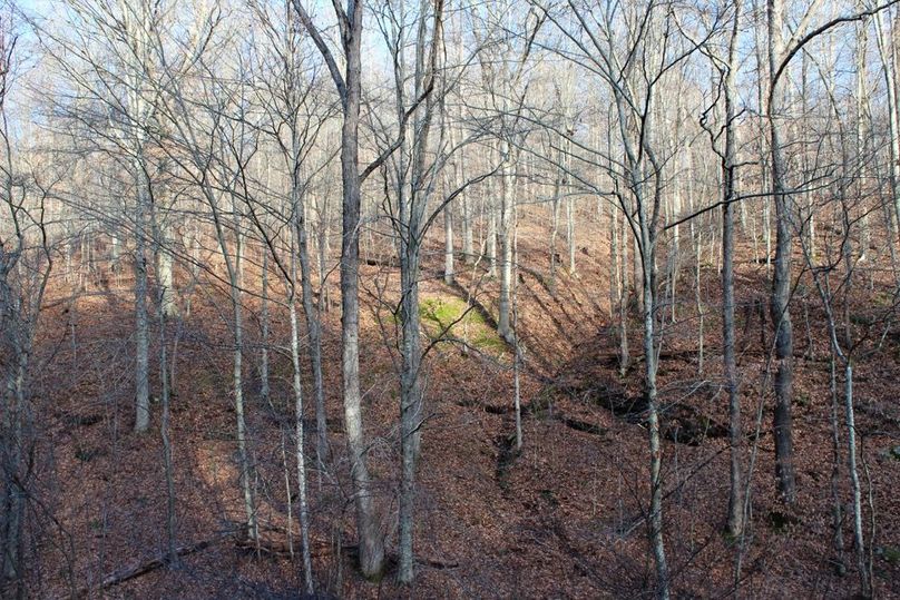 023 hardwood hillside along the south portion of the property