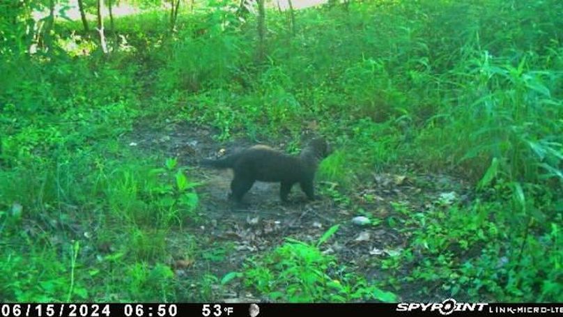 Morgan 111 Trail Cam 7