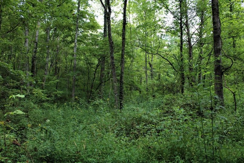 013 some of the new growth along a southwest facing slope