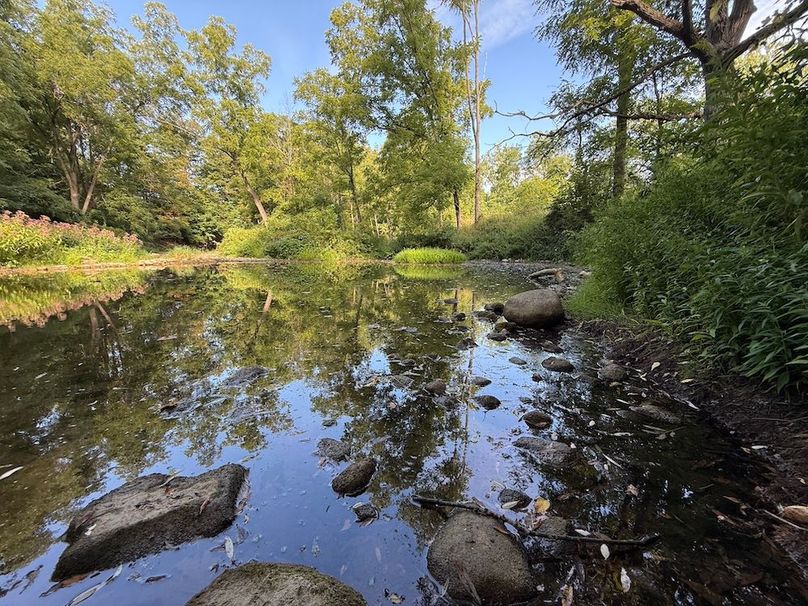 Cayuga_5.7_Cotten Photo 2