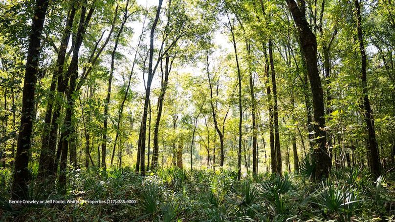 Tallahatchie 847 Messina-46