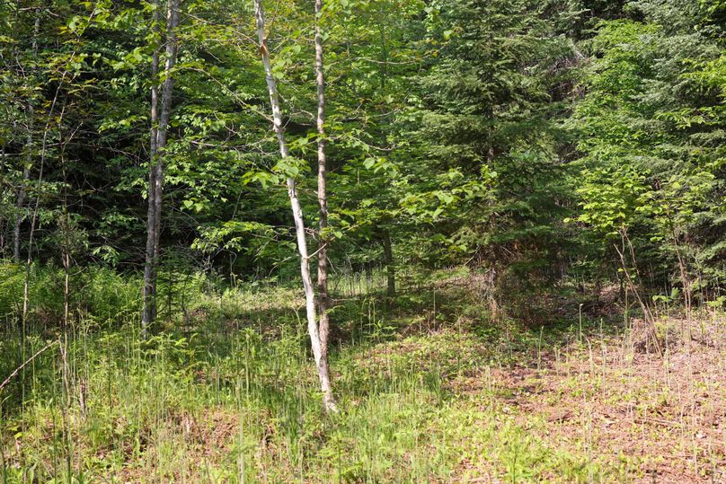 Chippewa85Knowles-5776