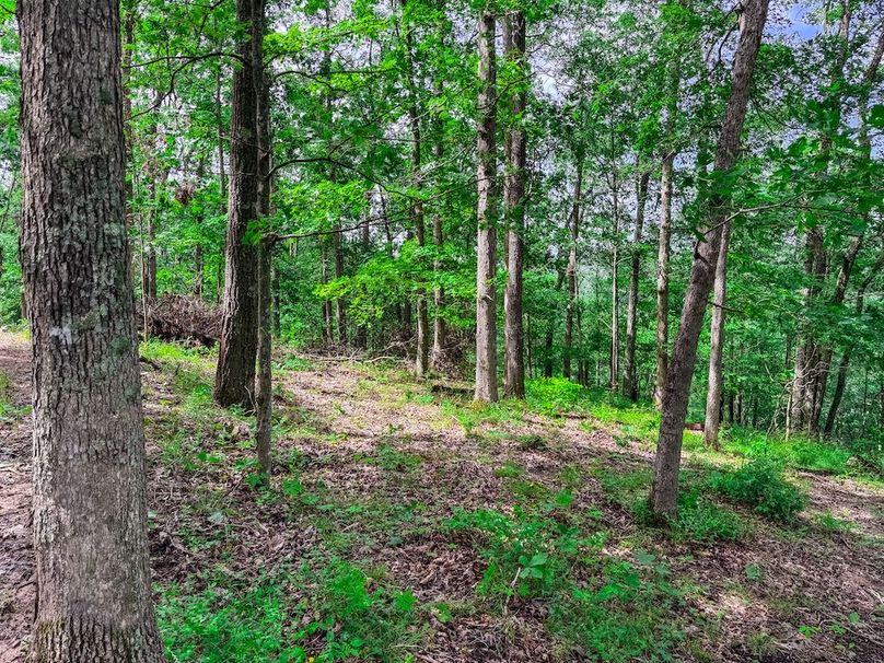 Wirt, WV 137.45 AC Full-49