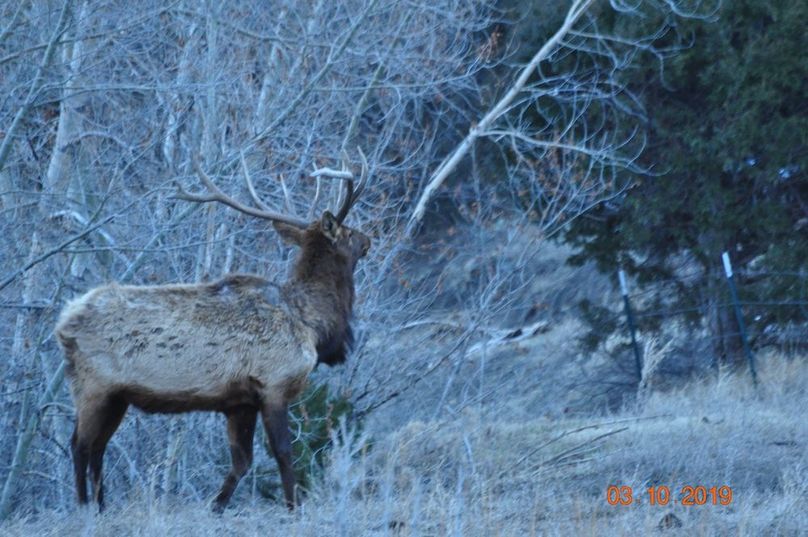 BullElk2019-Scene
