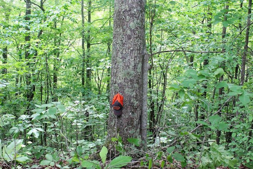 015 mature red maple along secondary point off of main ridge