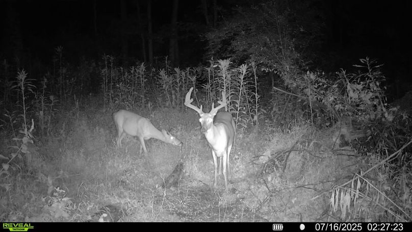Deer 1