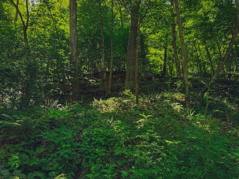 Doddridge, WV 64.69 AC Davis-40