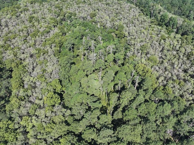 dji_fly_20250826_104432_0381_1756227534371_photo