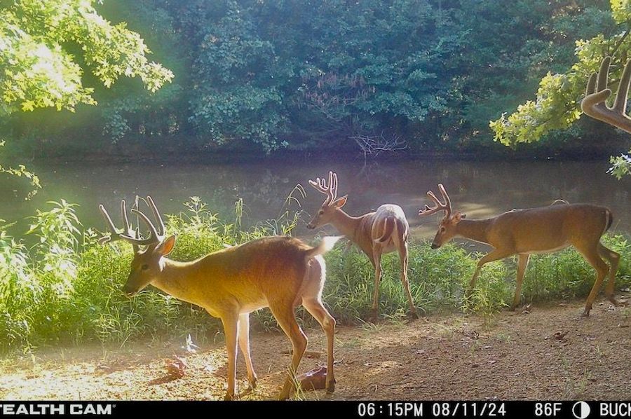 Ready To Hunt SW MO Missouri Tract With Food Plots And Water