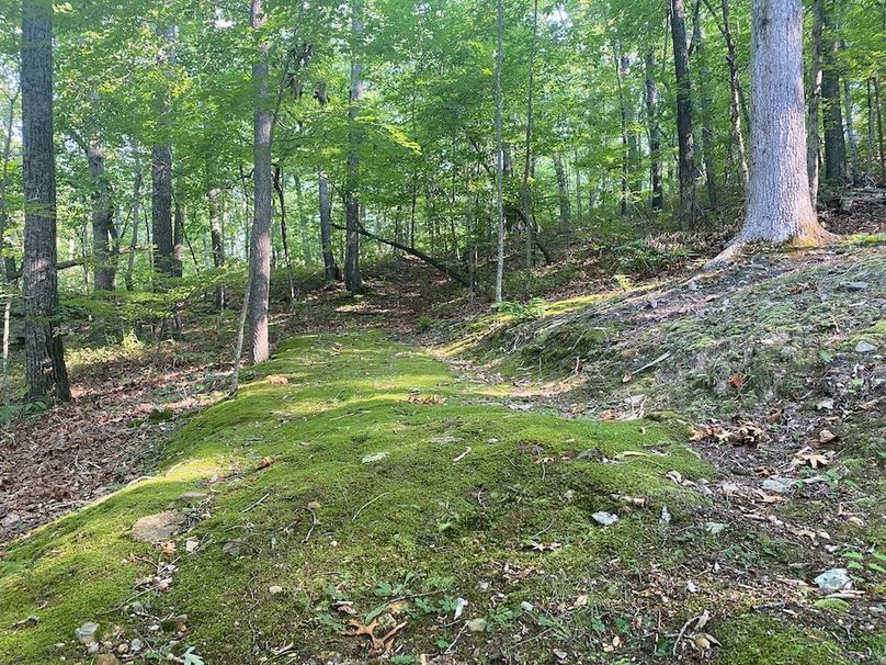 017 moss laden old road bed leading out from the home into the forest copy