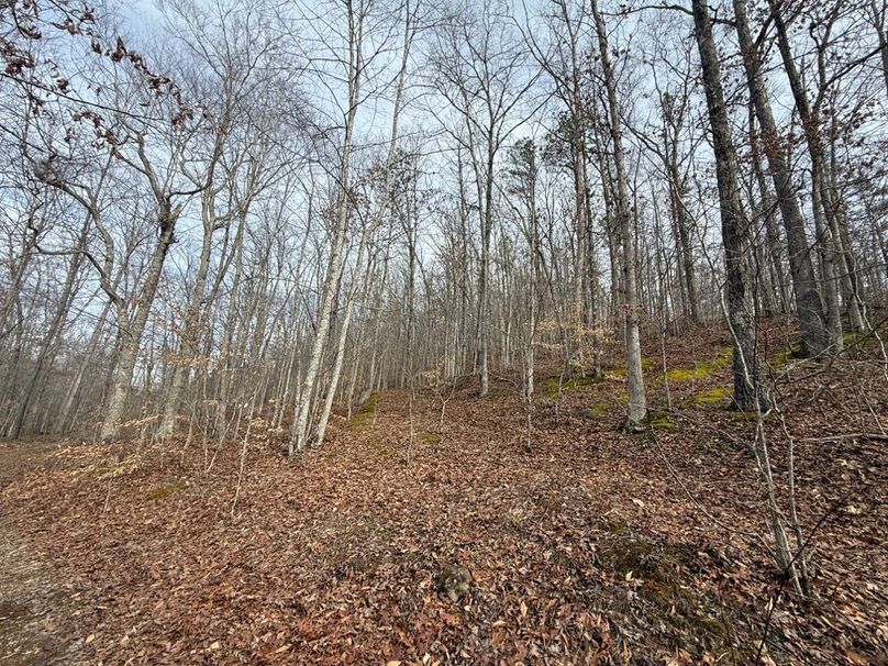 019 forested hillside in the east part of the property